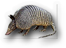 Armadillo
