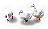 Ducks