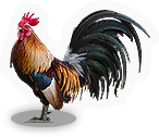 Rooster