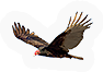 Vulture