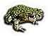 Western Green Toad