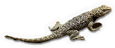 Desert Spiny Lizard