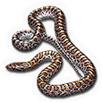 Painted Desert Glossy Snake