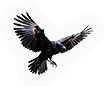 Flying Thing
