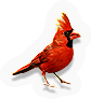 Flying Thing