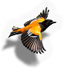 Flying Thing