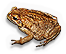 Cane Toad