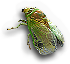 Dog Day Cicada