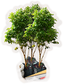 INS-sapling