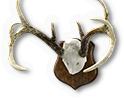 Antlers