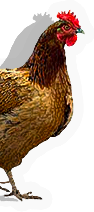 Hen