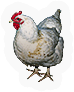 Hen