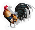 Rooster