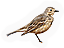 American Pipit