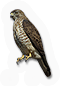 Broad Winged Hawk