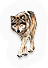 Grey Wolf