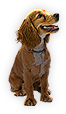 INS-dog