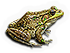 Green Frog