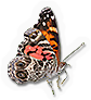 American Lady Butterfly