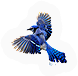 Bluejay