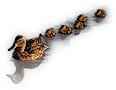 Ducks