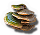 Fungi