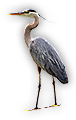 Heron