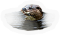 Otter