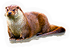 Otter