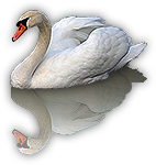 Swan