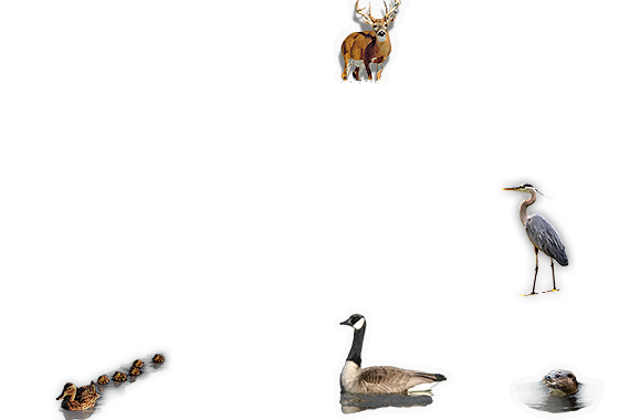Composite image 6