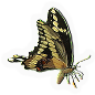 Swallowtail Butterfly
