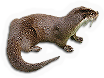 River Otter