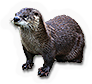 River Otter