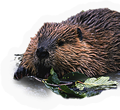 Beaver