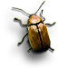 Beetle