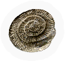 Fossil