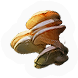 Fungi