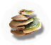Fungi
