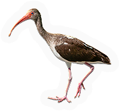 Ibis