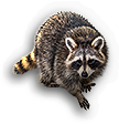 Raccoon