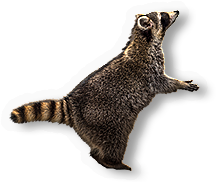 Raccoon