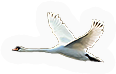 Swan