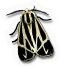 Harnessed Moth
