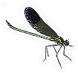 River Jewelwing