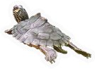 Alabama Map Turtle