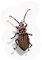 Beetle