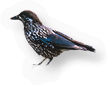Thrush
