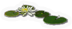 Water Lily