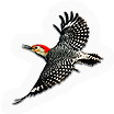 Woodpecker